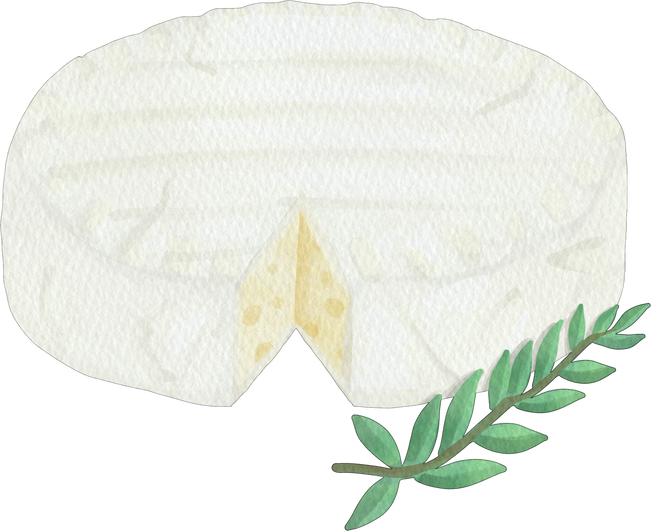 Brie Cheese Watercolor
